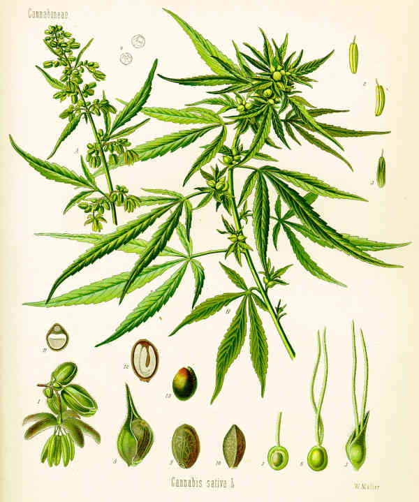 Planche botanique du Cannabis Sativa